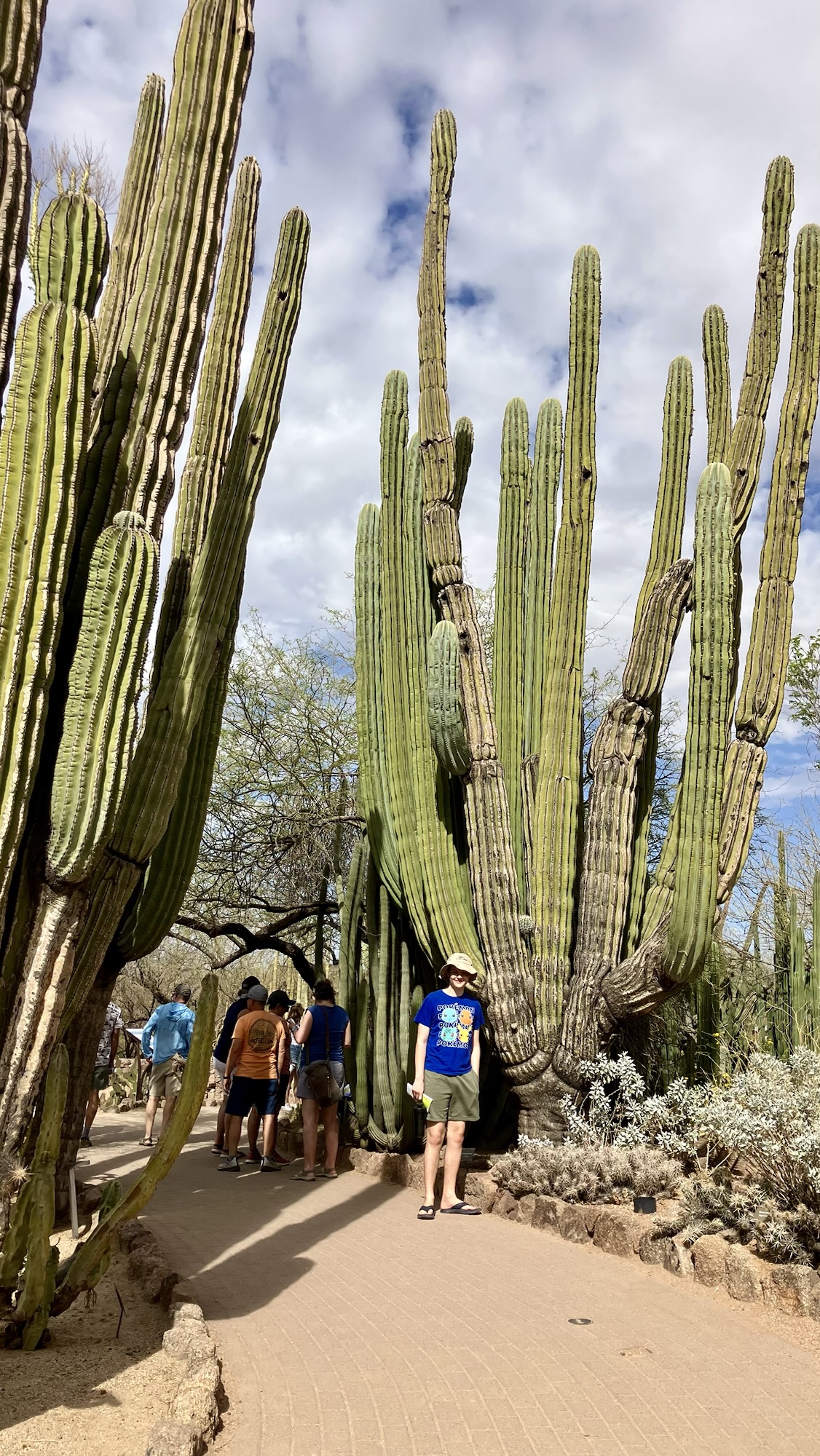 Desert Botanical Gardens, Phoenix, AZ